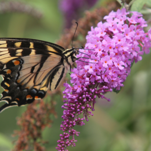 Buddleia - Butterfly Bush Seeds