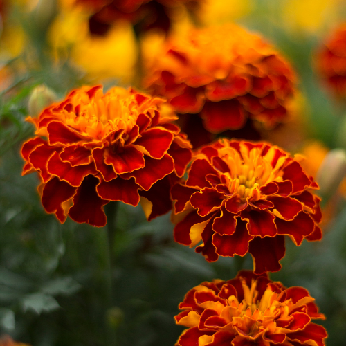Marigold Bolero - Tagetes Patula - French Marigold Seeds