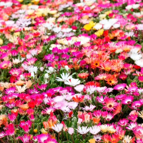 Mesembryanthemum Magic Carpet Mixed Seeds