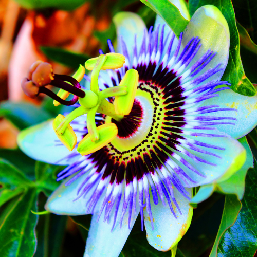 Passiflora Caerulea Seeds - Passion Flower