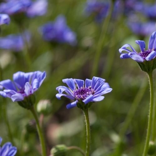 Felicia the Blues Seeds