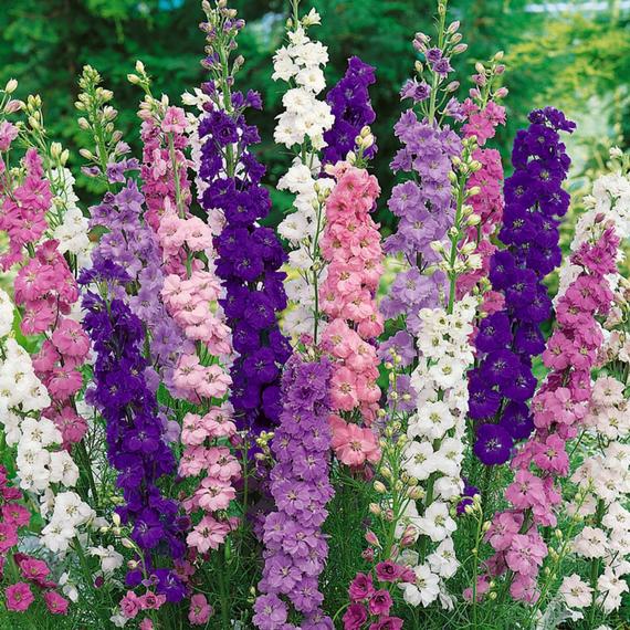 Larkspur - Giant Imperial Strain Crown Blended Mix Seeds