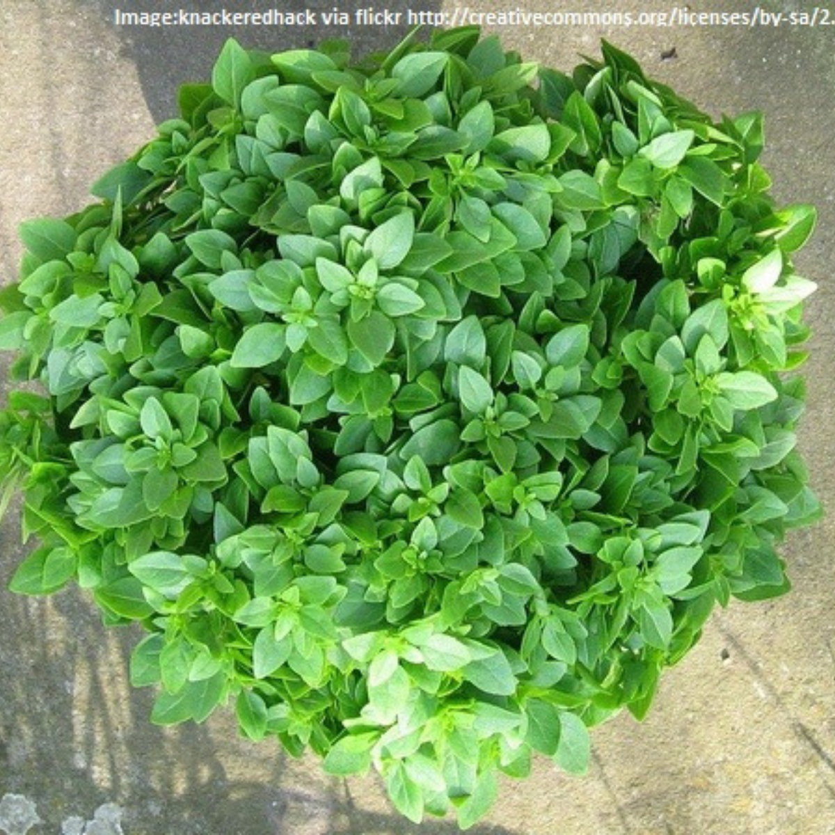 Basil - Greek Seeds - Fine Leaved Miniature Basil