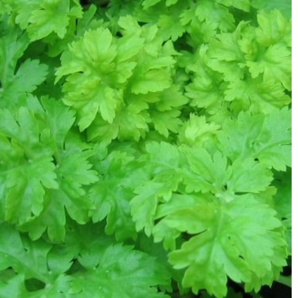 Celery - Green Soup Seeds