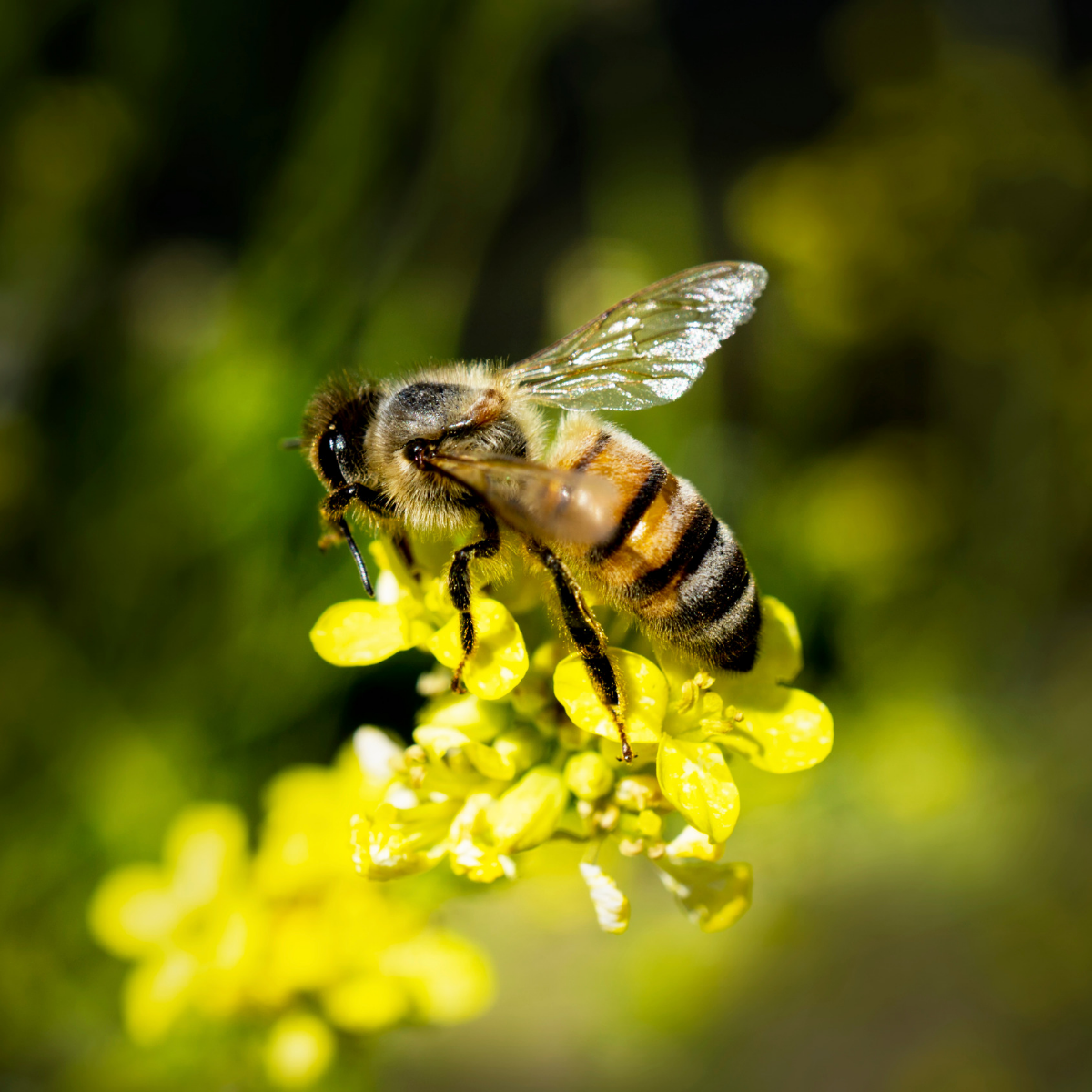 Honey Bee Meadow Mix - Wildflower and Grass Seed Mixture (3 Grams)
