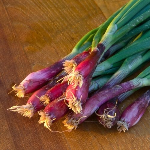 Welsh Onion Red Seeds