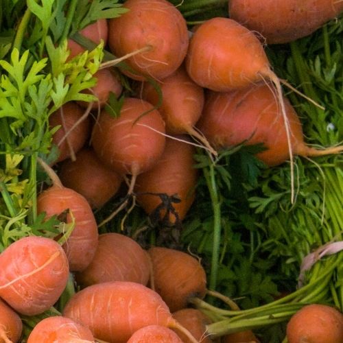 Carrot - Paris Market Atlas Seeds