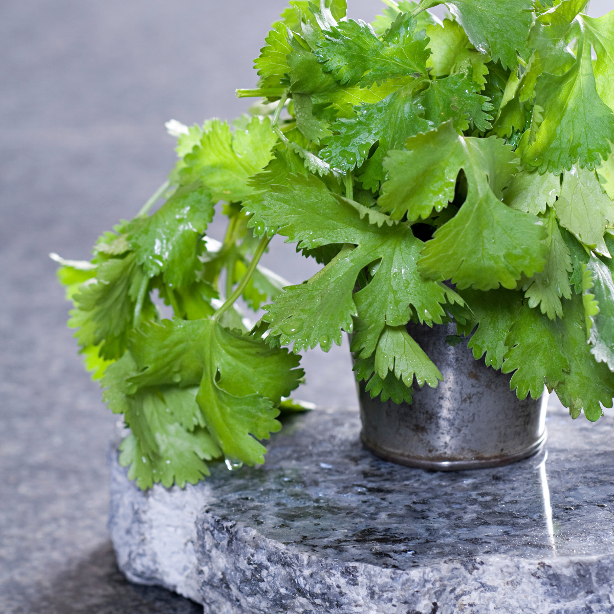 Coriander - Santos Seeds