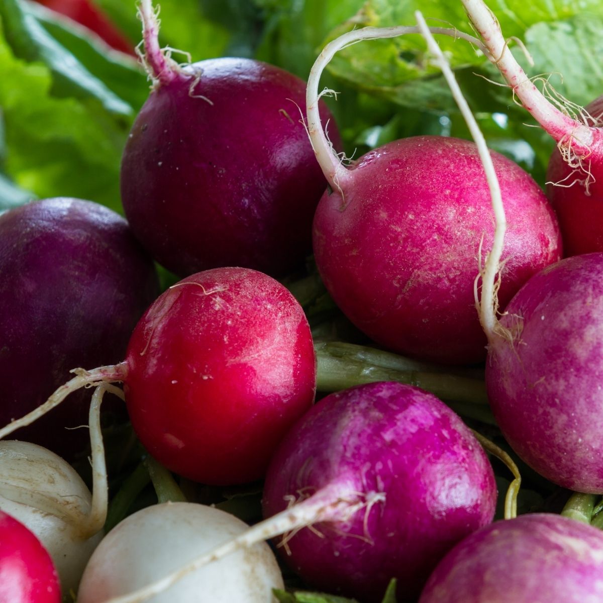 Radish - Rainbow Mixed - Quick Grow Seeds