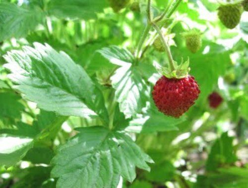 Strawberry - Alexandria Seeds