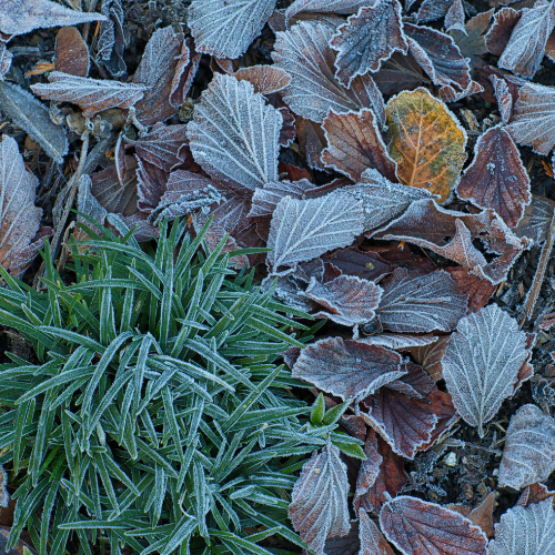 November in the garden