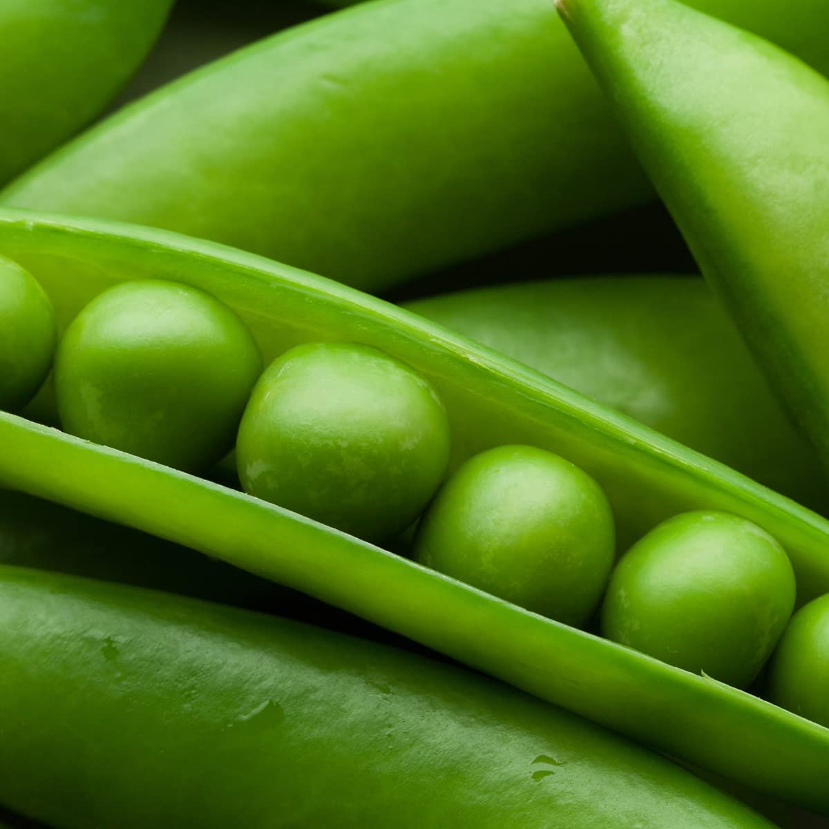 Vegetable Seeds