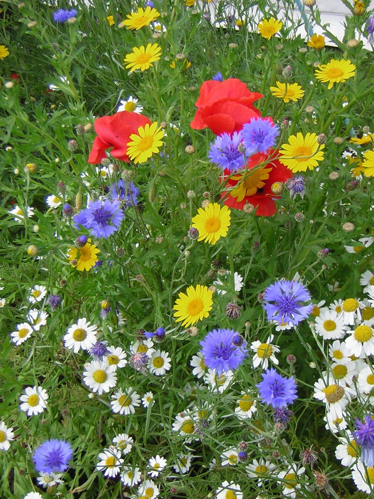 Wildflower Seeds