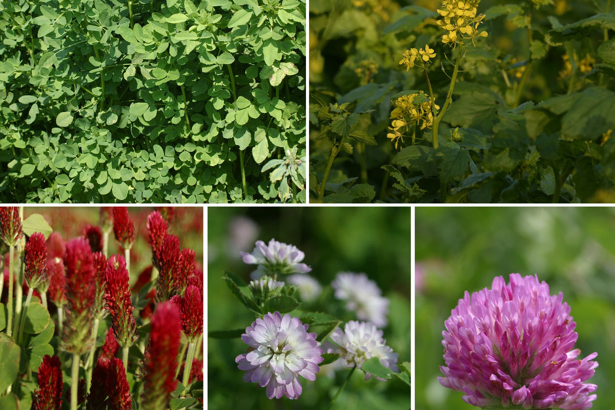 Green Manure - Summer Quick Fix Mix Seeds