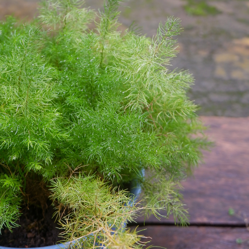 Asparagus Sprengeri Fuzzyfern Seeds