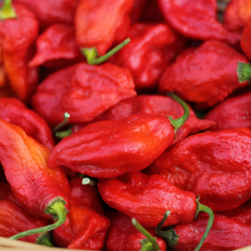 Chilli Pepper - Bhut Jolokia Seeds