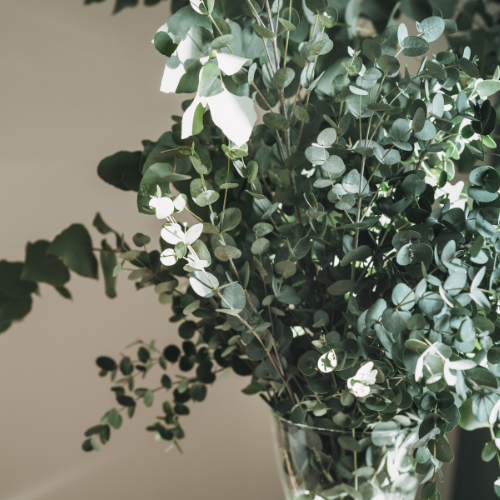 Eucalyptus Cinerea Silver Dollar Seeds