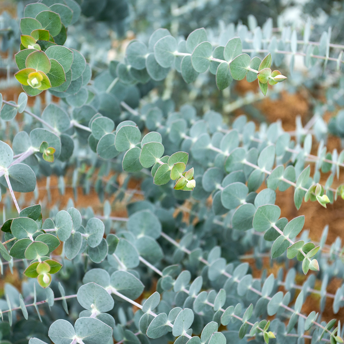 Eucalyptus Pulverulenta - Baby Blue Seeds