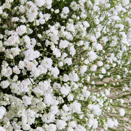 Gypsophila Repens White - Babies Breath Seeds