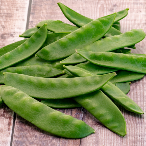 Pea Oregon Sugar pod Seeds