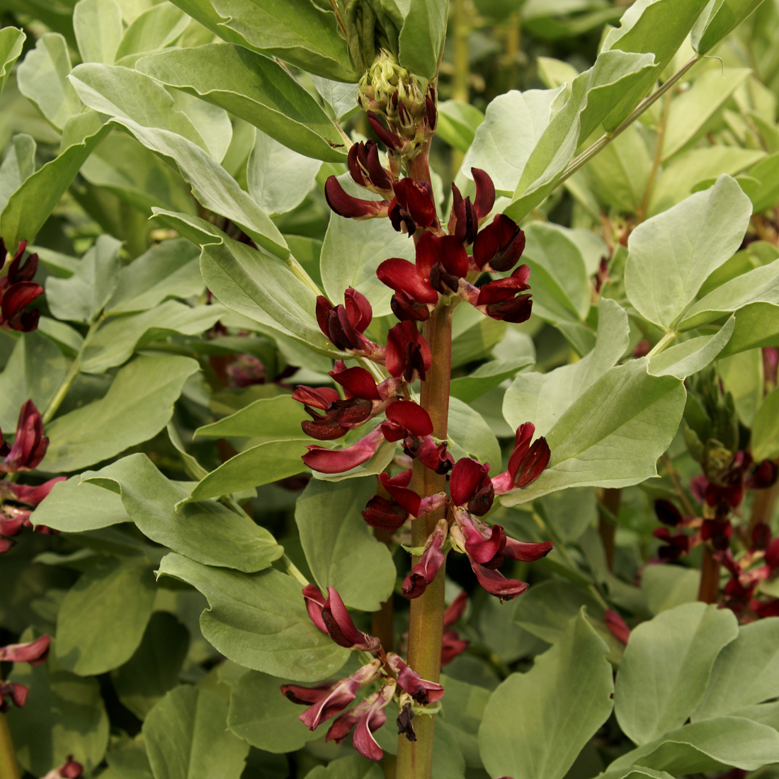 Broad Bean Crimson Flowered Seeds