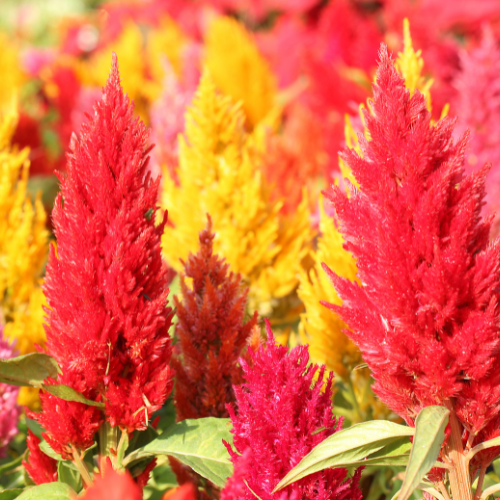 Celosia Century Mixed Seeds