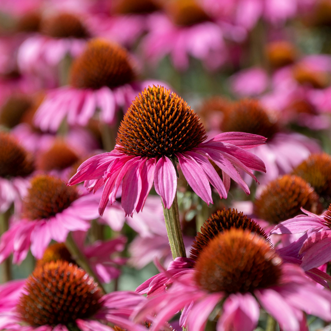 Echinacea Purpurea Seeds - Purple Coneflower Seeds