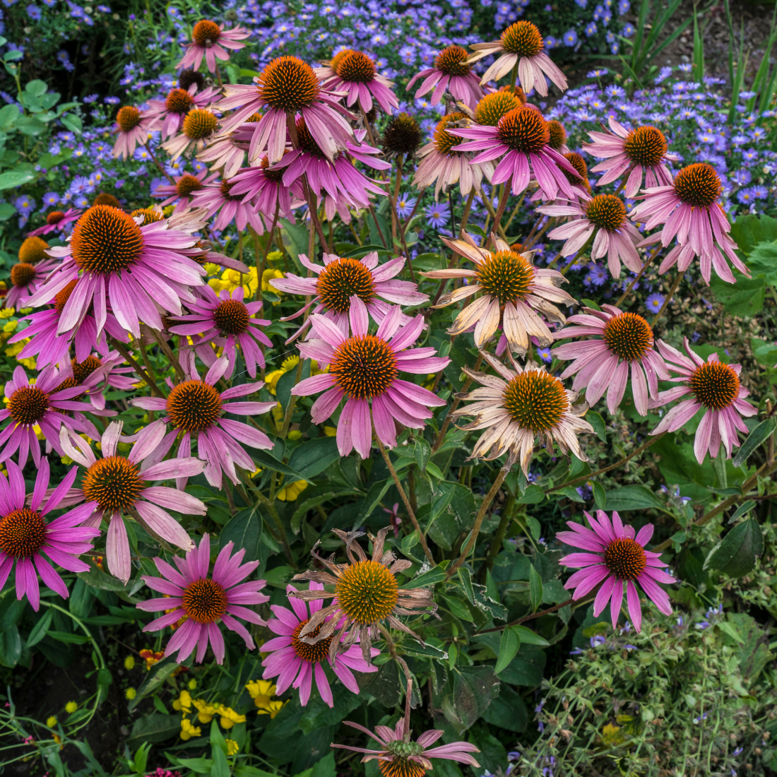 Echinacea Purpurea Seeds - Purple Coneflower Seeds